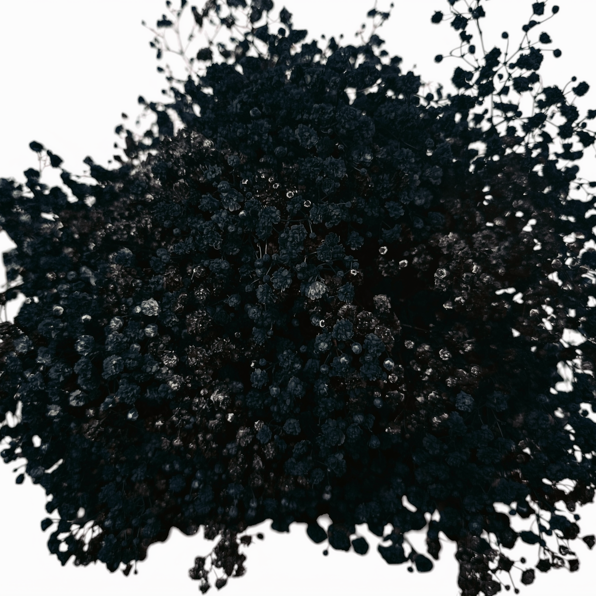 Gypsophila Xlence Black