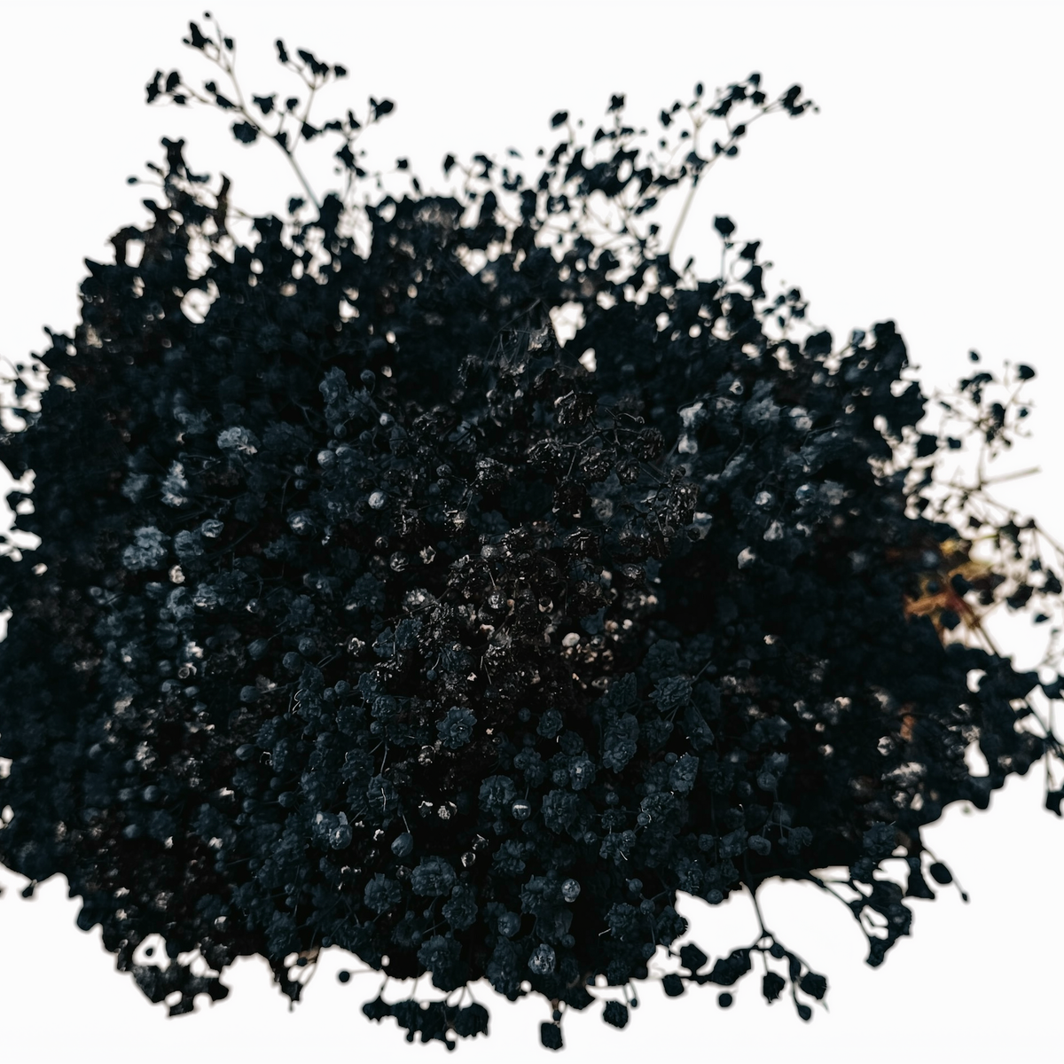 Gypsophila Xlence Black