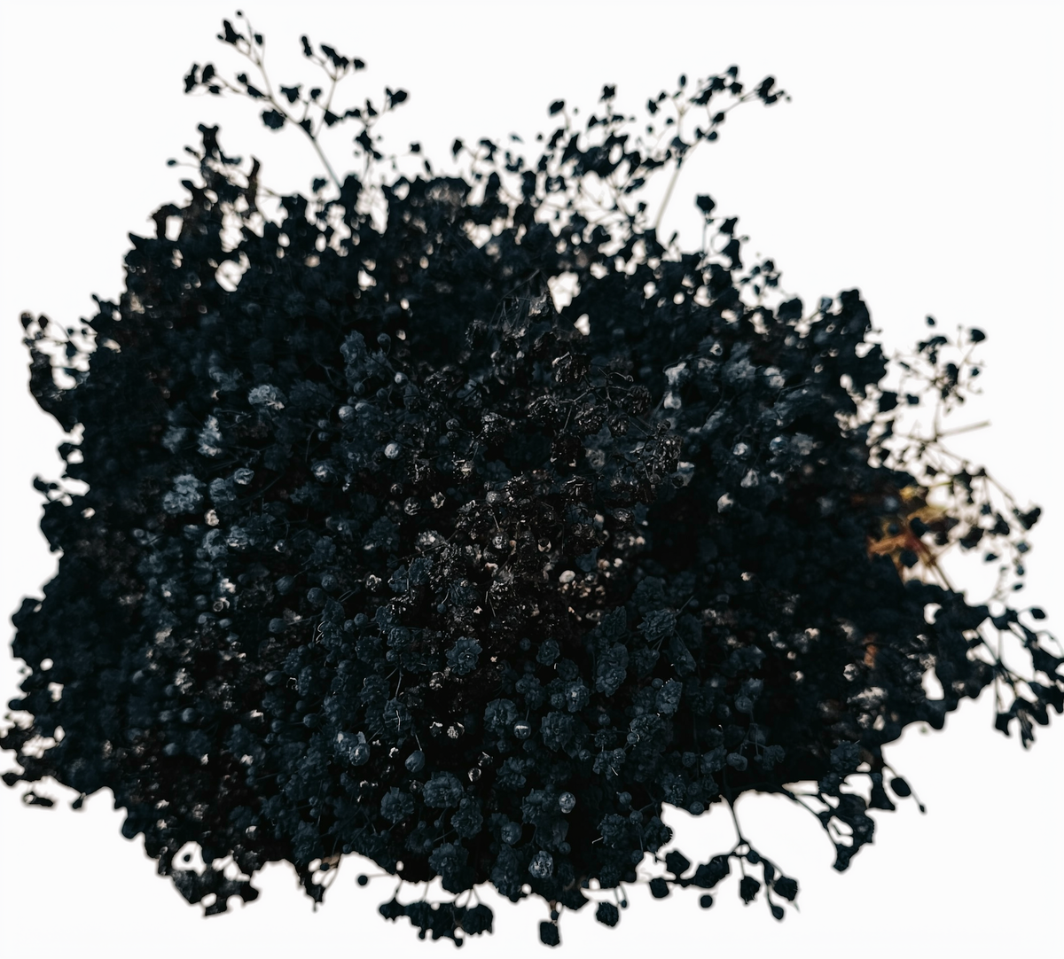 Gypsophila Xlence Black