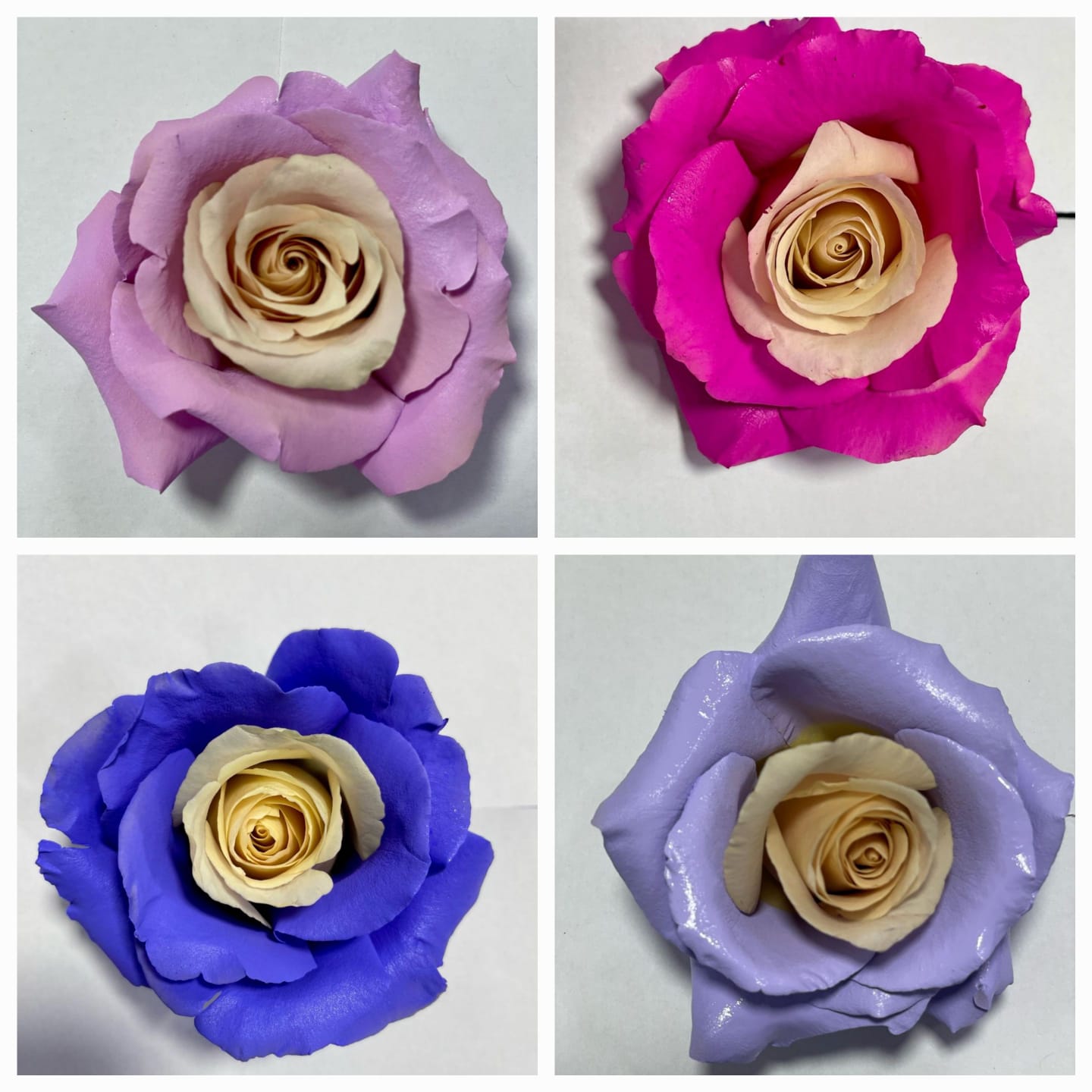 The world of dyed roses 🌈