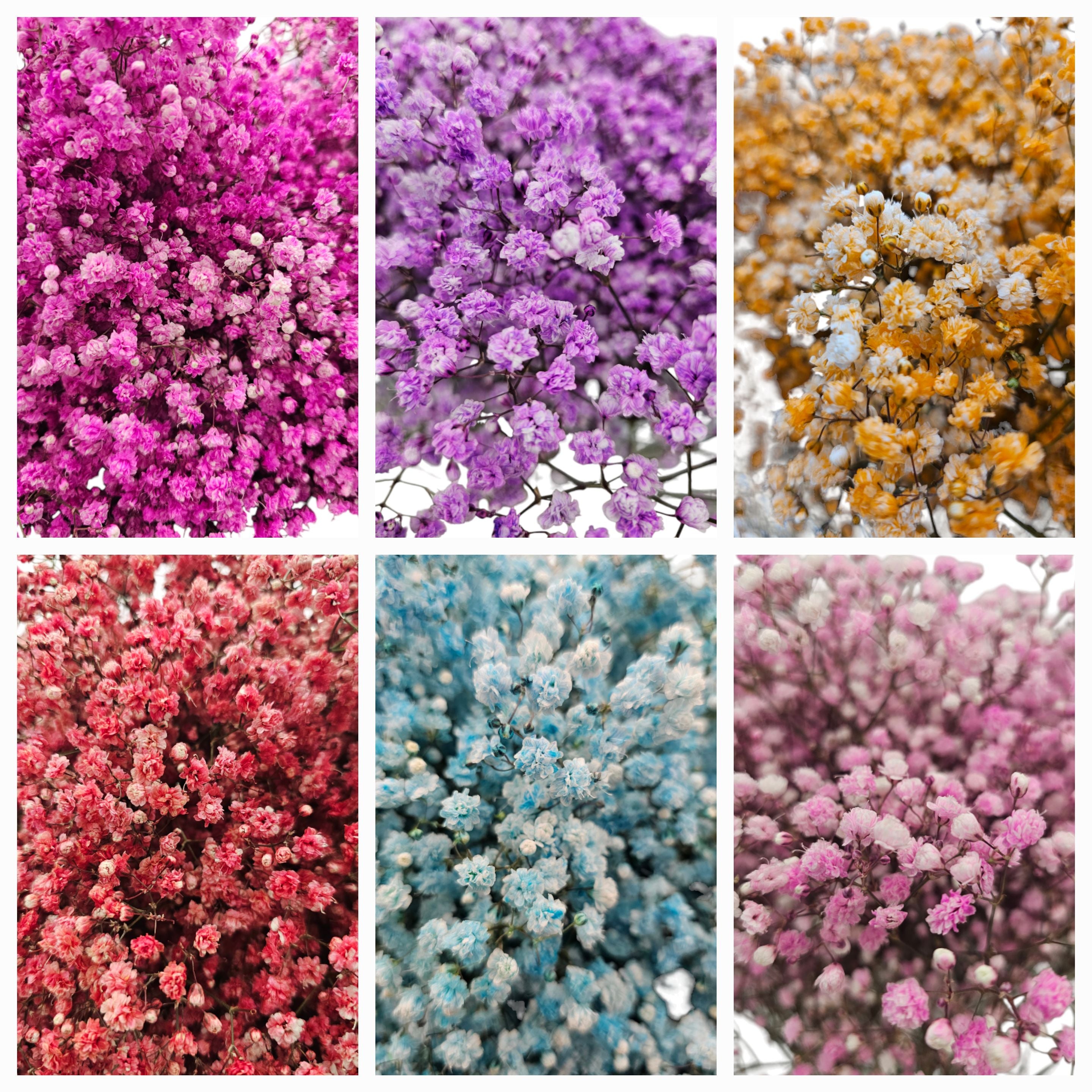 Gypsophila Xlence Assorted Box – Giving Flowers