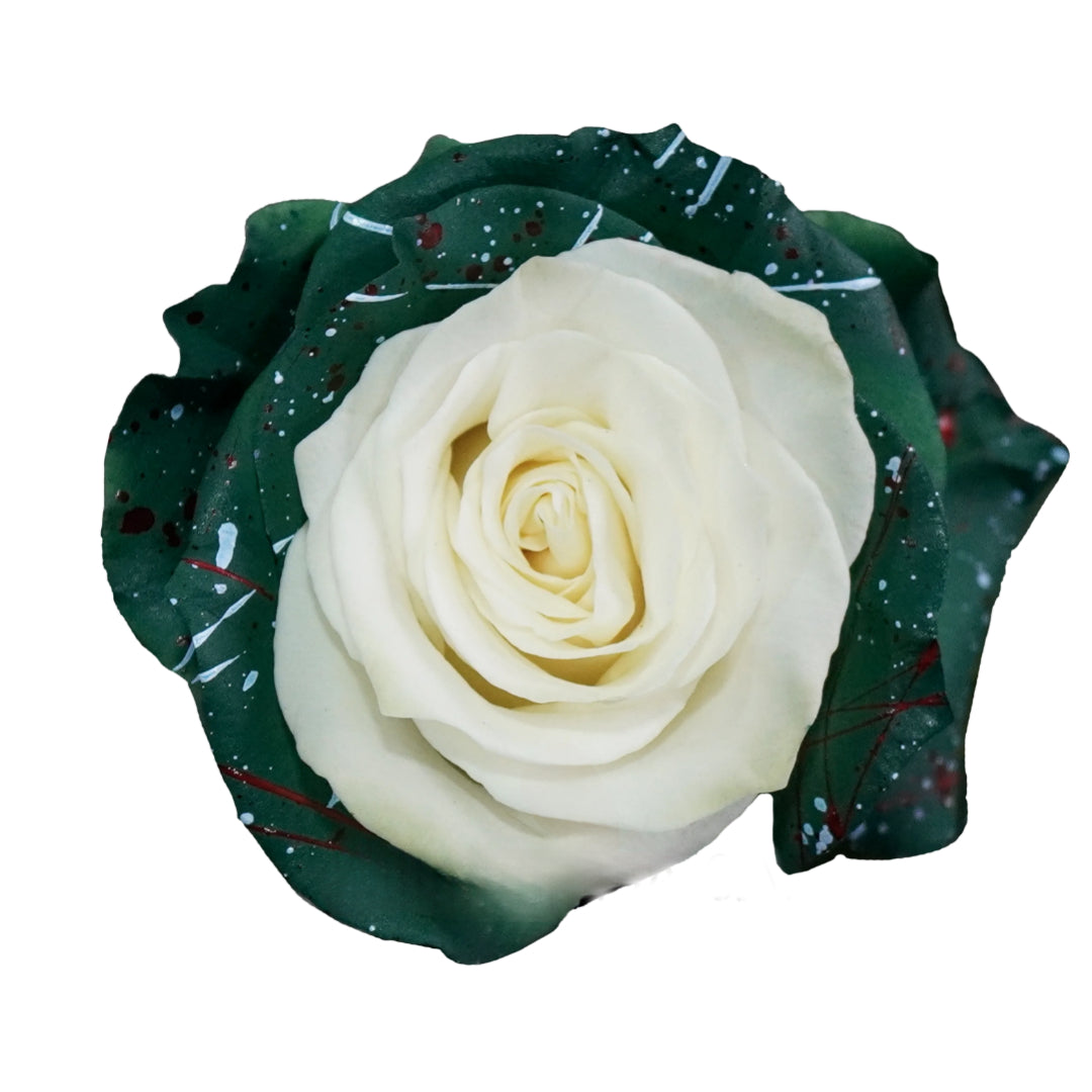 Rose Christmas Pine – Giving Flowers