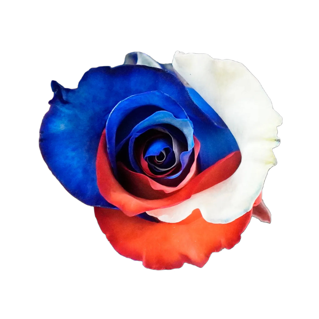 Rose Tinted Independence – Giving Flowers