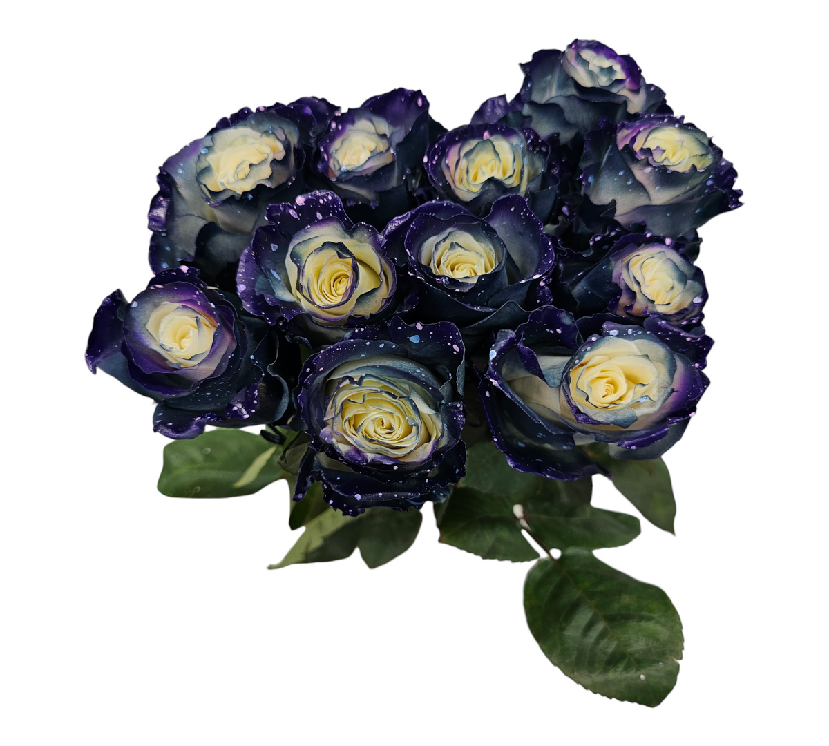 Astroworld Roses Rose Milky Way – Giving Flowers