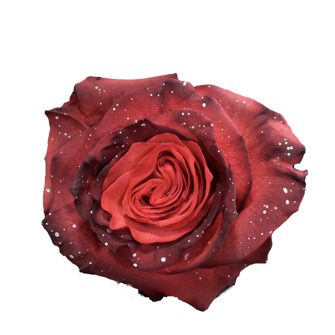 Rose Santa – Giving Flowers