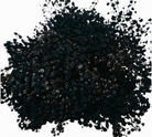 Gypsophila Xlence Black