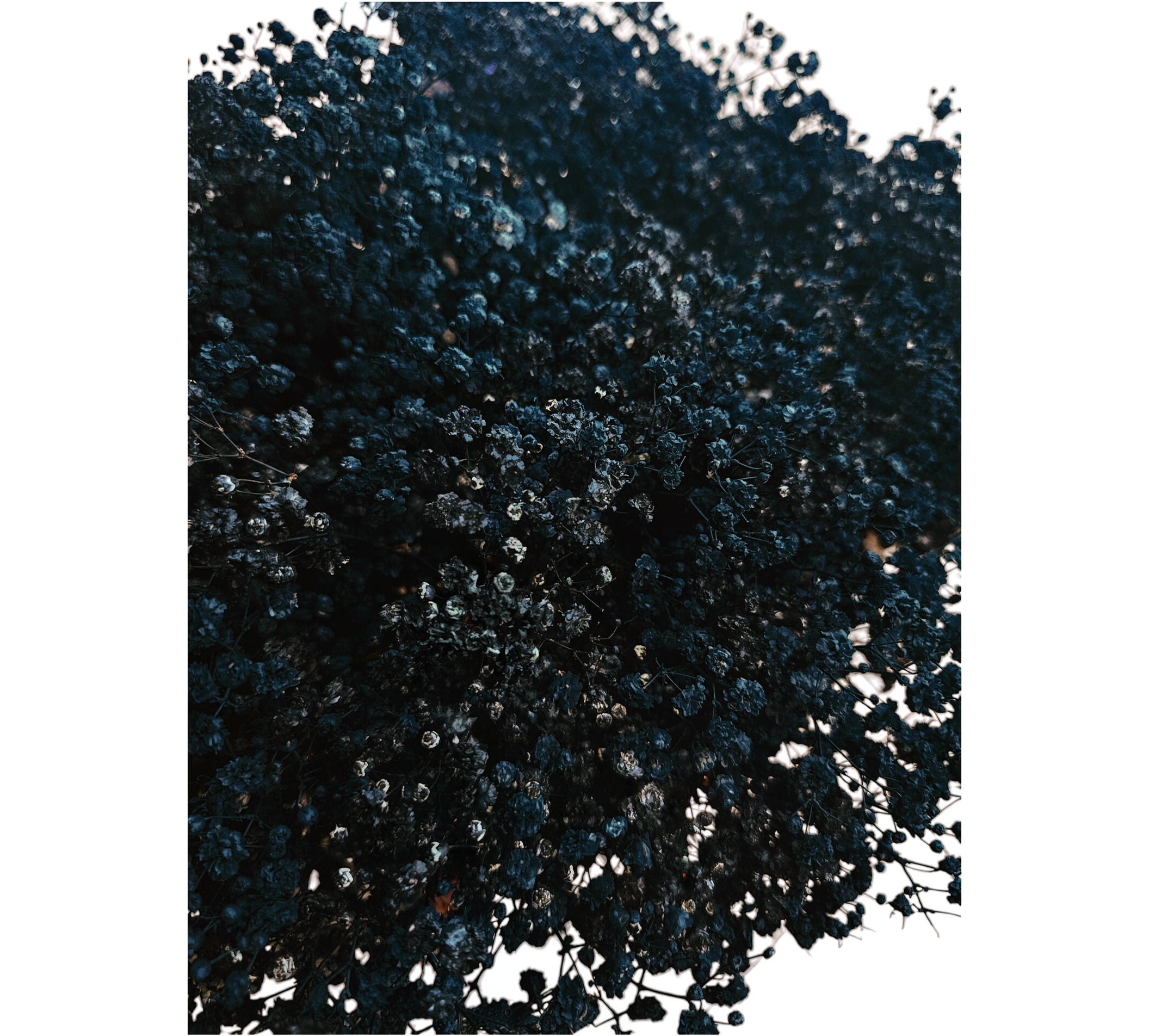 Gypsophila Xlence Black