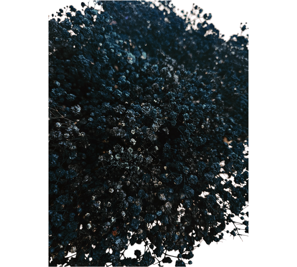 Gypsophila Xlence Black