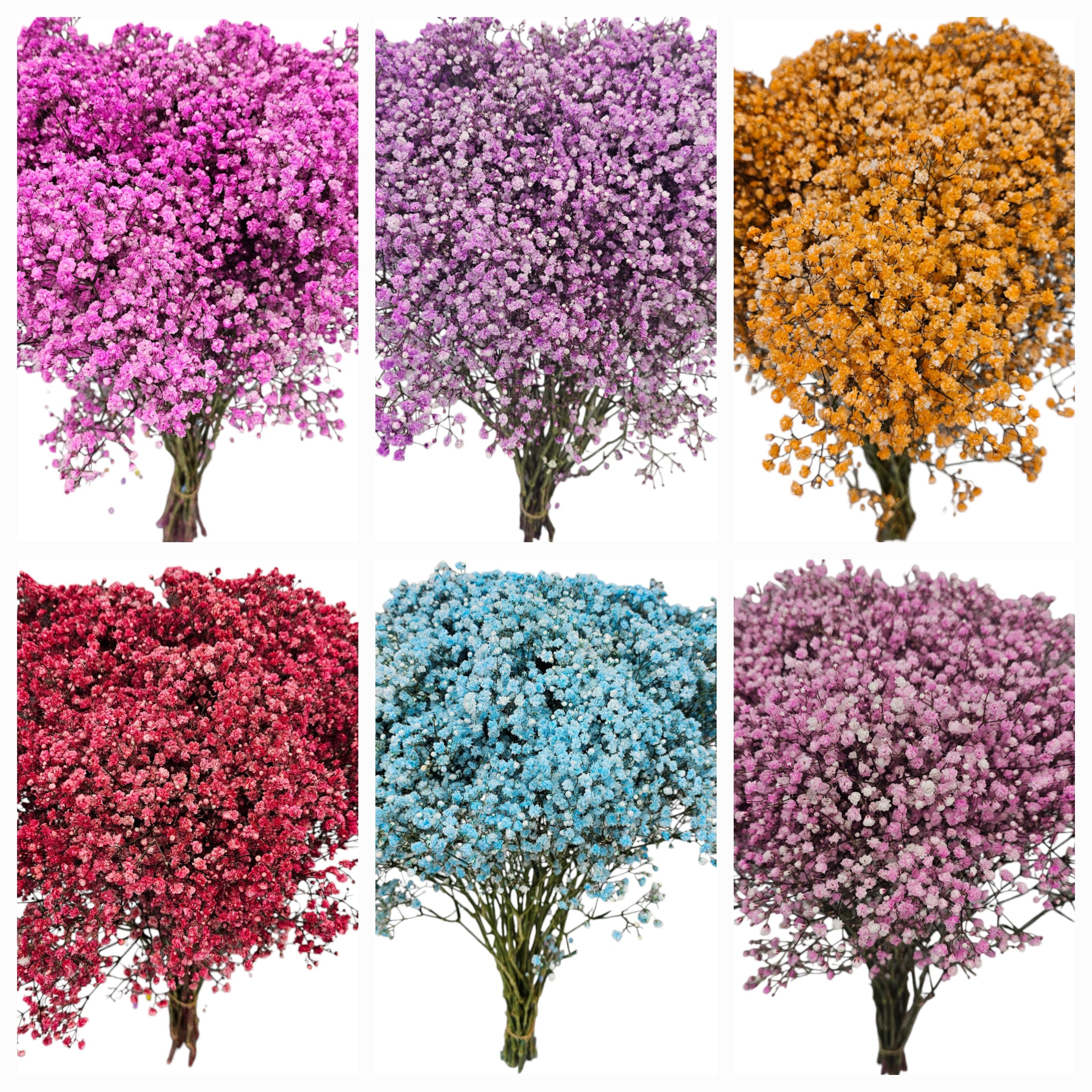 Gypsophila – Giving Flowers