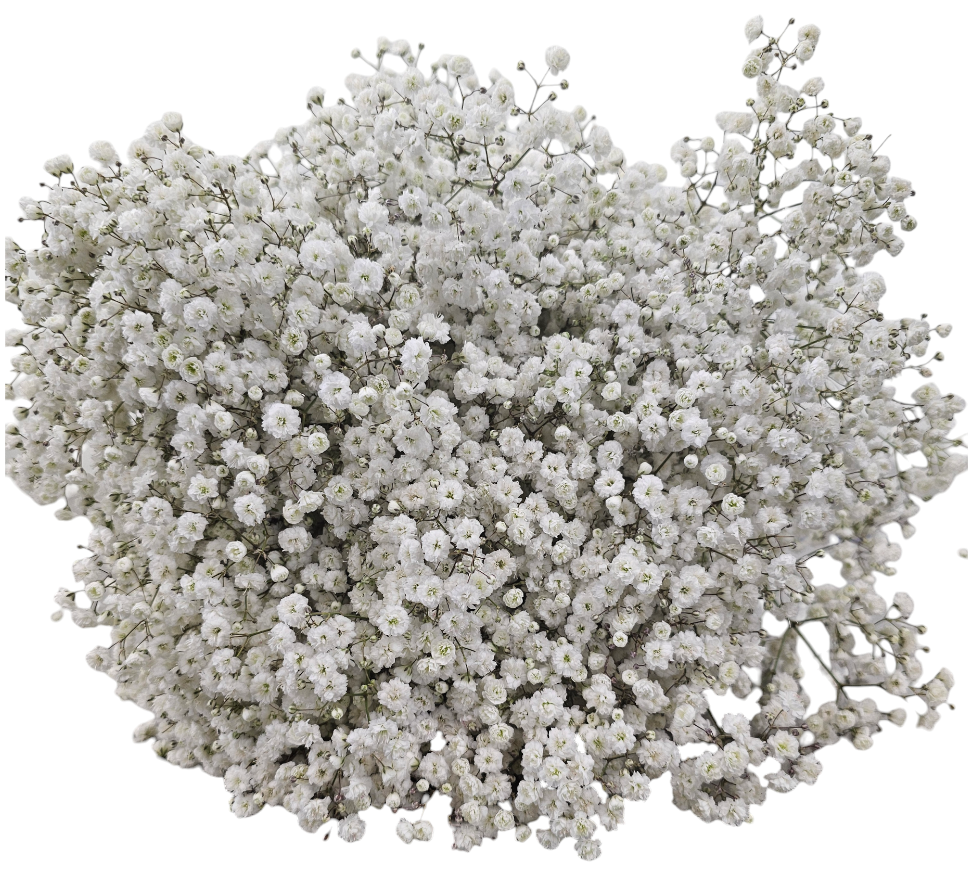 ジプソフィア Cropped 