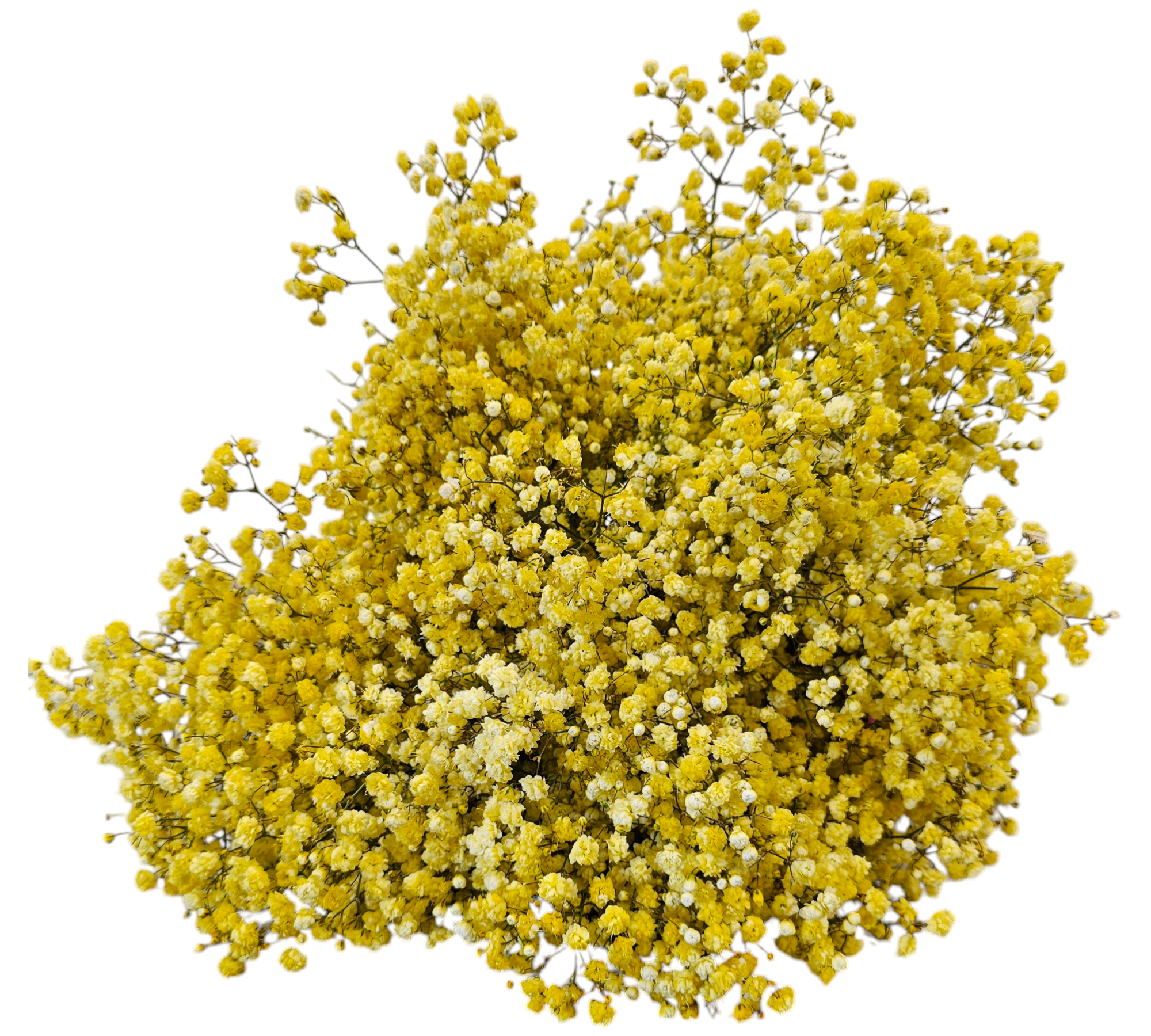 Smile☆ gypsohila☆fairy tops Gypsophila – Giving Flowers