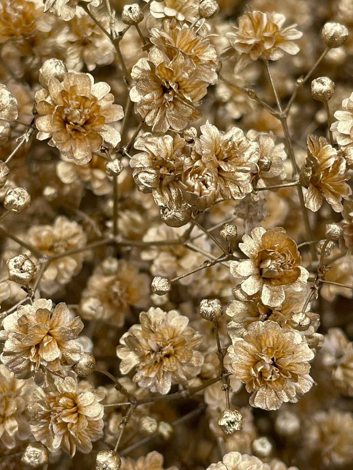 Gypsophila – Giving Flowers