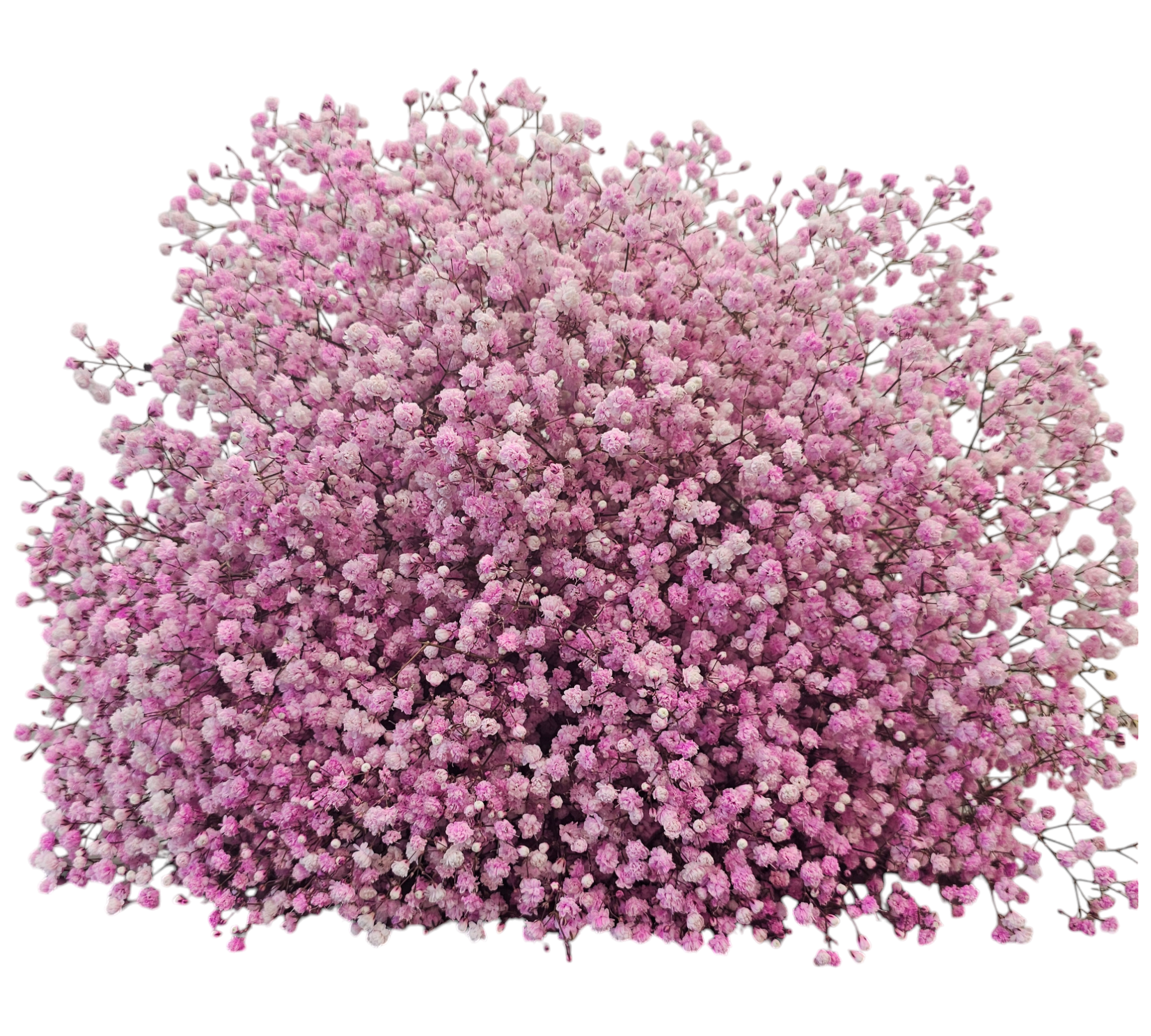 Gypsophila – Giving Flowers